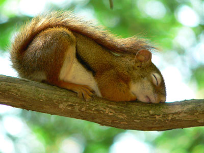 Conservation Chronicles: Inside CWF’s Mission to Protect Our Wild&nbsp;Neighbors